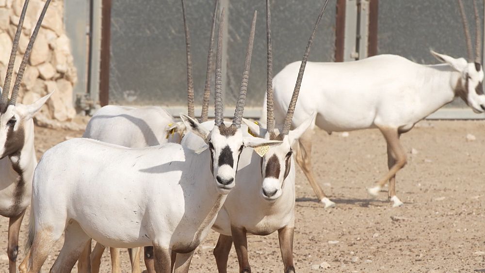 Découvrez le monde passionnant de la conservation de la faune au Qatar
