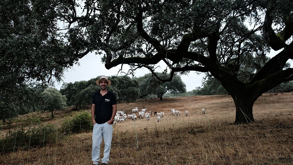 Dans cette ferme de l'Alentejo au Portugal, les arbres prennent leur retraite et les porcs partent en congé de maternité
