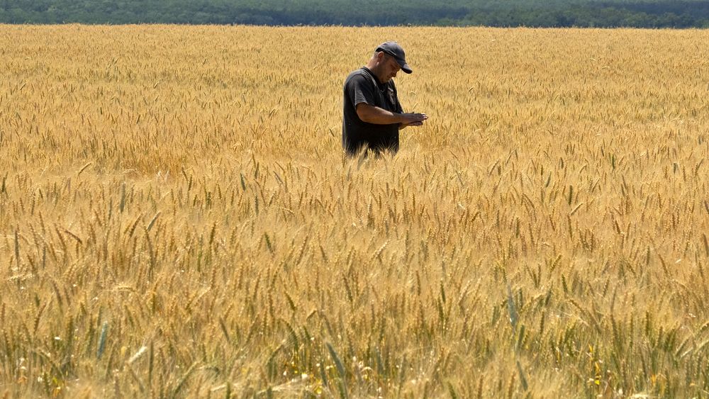 Les pays d'Europe de l'Est font pression pour que les interdictions sur les céréales ukrainiennes soient prolongées jusqu'à la fin de l'année