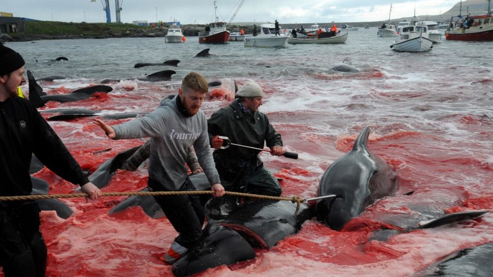 "Ne visitez pas Féroé": campagne lancée pour boycotter l'île suite à la chasse controversée aux baleines et aux dauphins