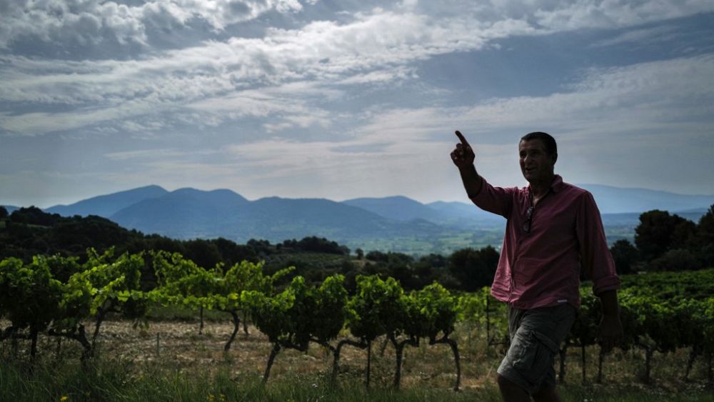 Vitiforesterie : Comment les arbres jouent-ils un rôle dans la protection des vignes contre les canicules et les gelées ?