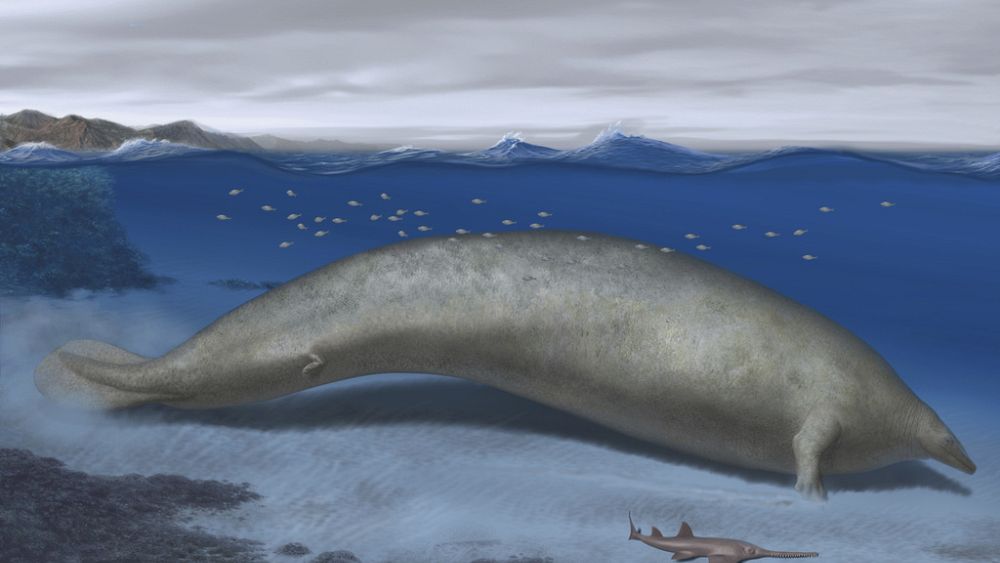 L'animal le plus lourd de tous les temps pourrait être une ancienne baleine découverte dans le désert péruvien