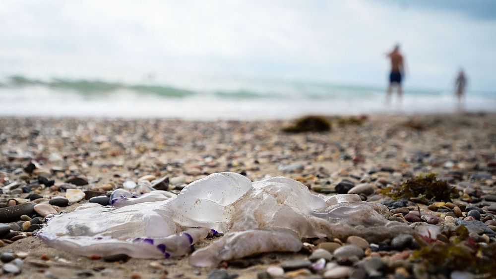 Record de chaleur océanique battu et les experts craignent que les températures n'augmentent encore plus