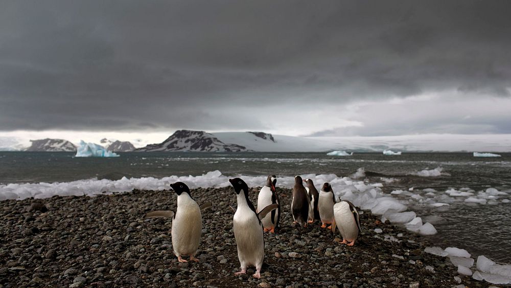 La plus grande vague de chaleur au monde s'est produite en Antarctique l'année dernière - qu'est-ce que cela signifie pour notre planète ?