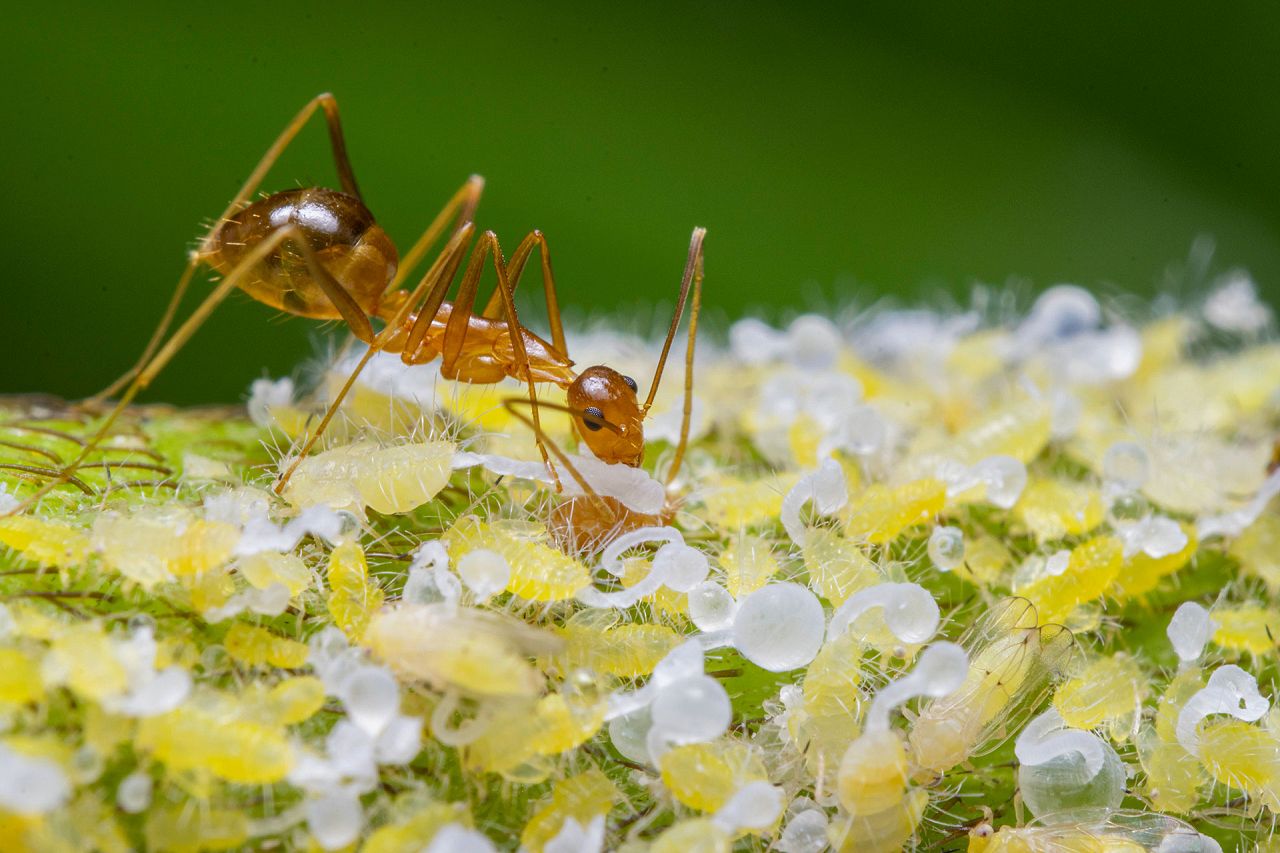 Crédit : Nature inFocus Awards / Avinash PC