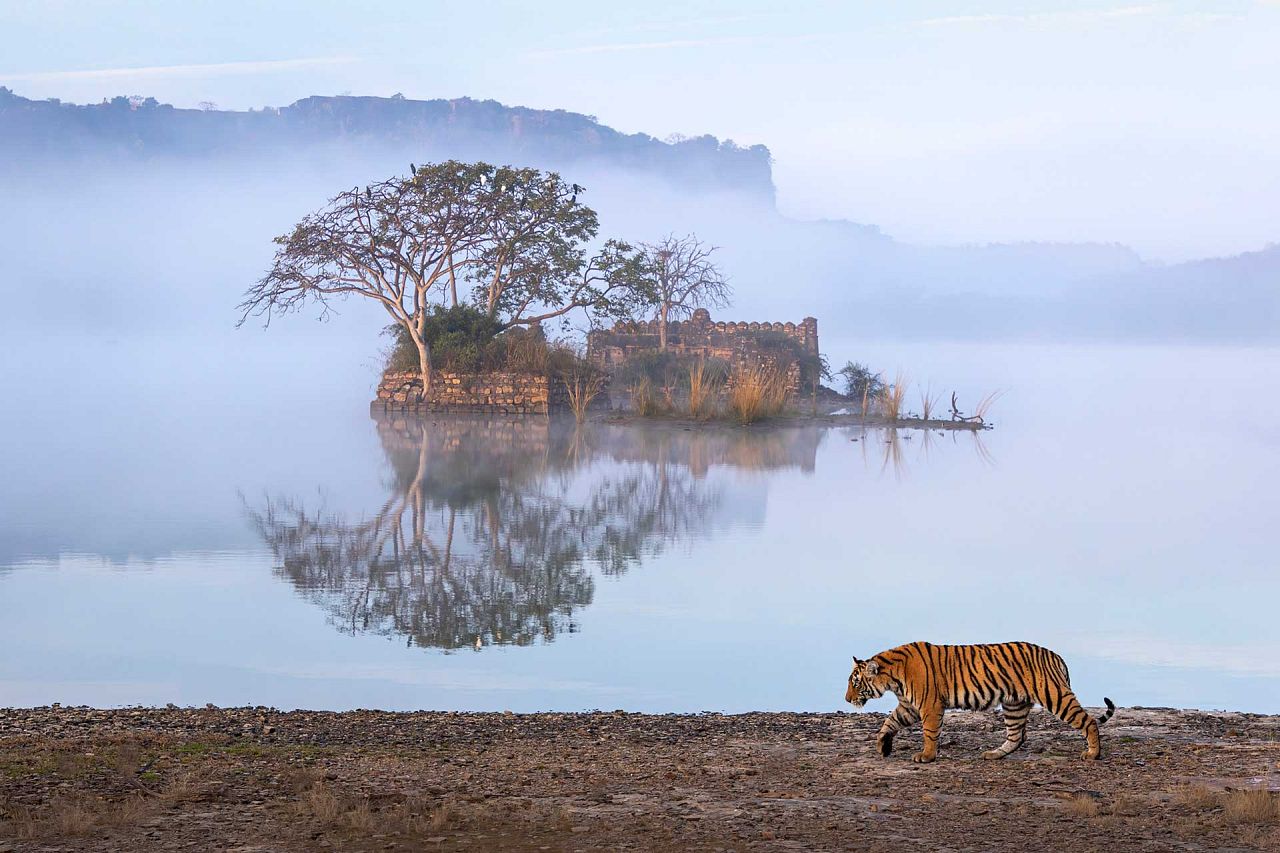 Photo : Amit Vyas/2023 Nature inFocus Photography Awards