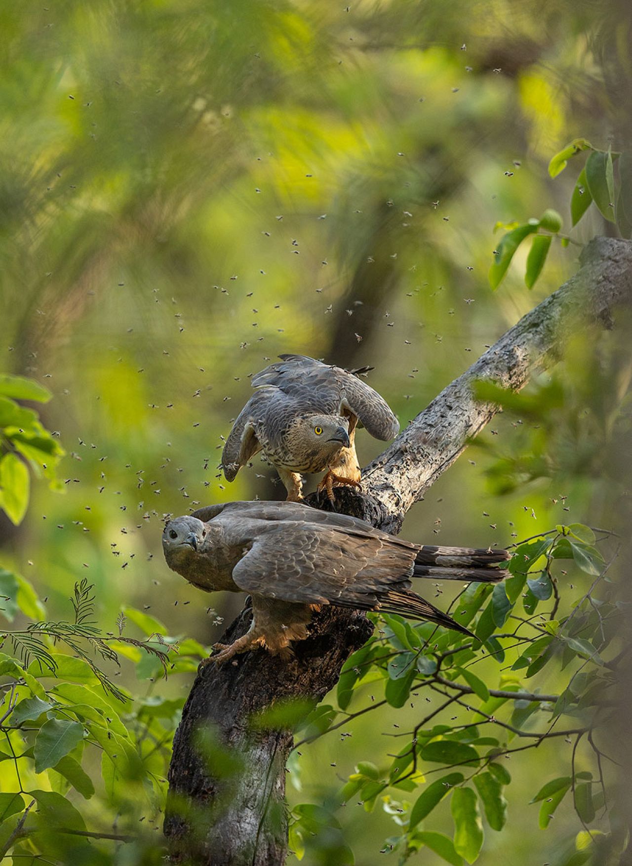 Photo : Pranav Mahendru/2023 Nature inFocus Photography Awards