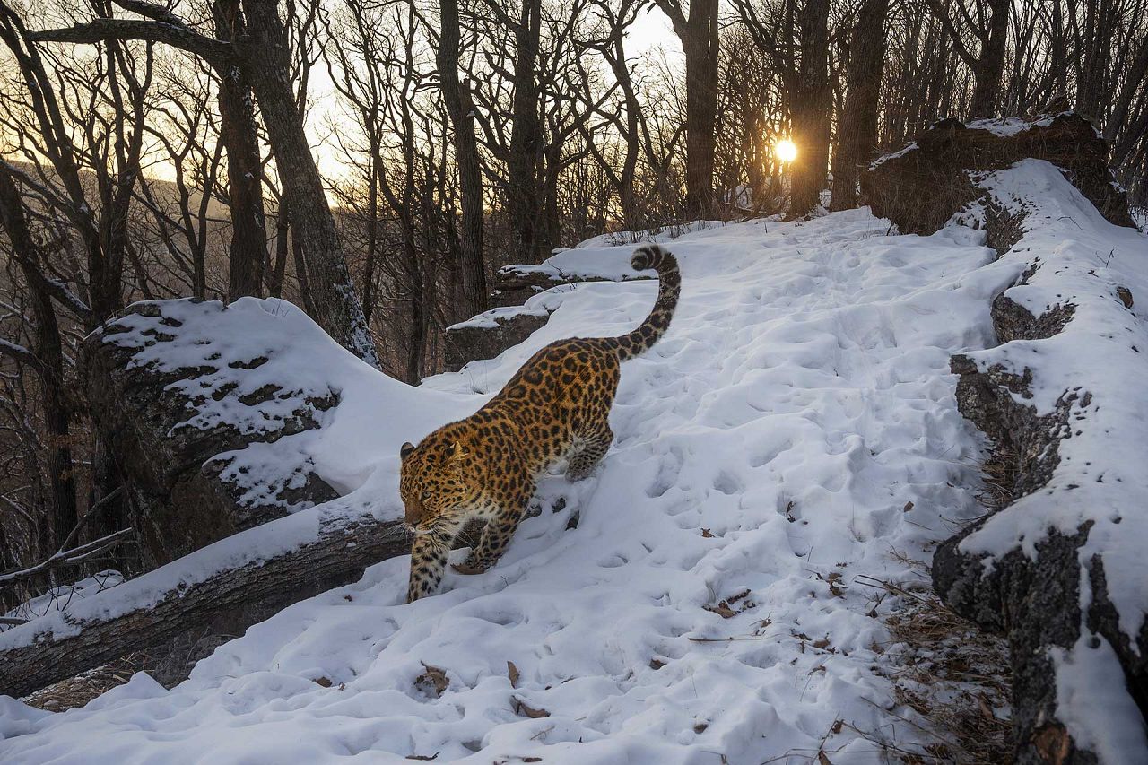 Photo : Sergey Gorshkov/2023 Nature inFocus Photography Awards