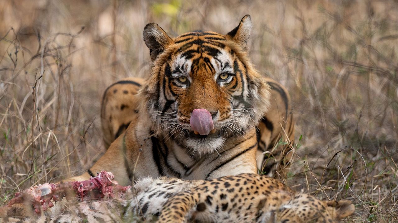 Photo : Karthik Mohan Iyer/2023 Nature inFocus Photography Awards