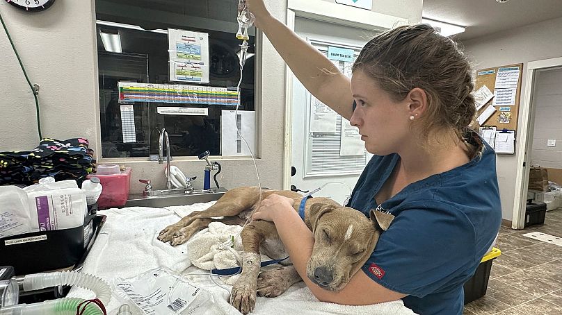 Katie Shannon / Maui Humane Society via AP