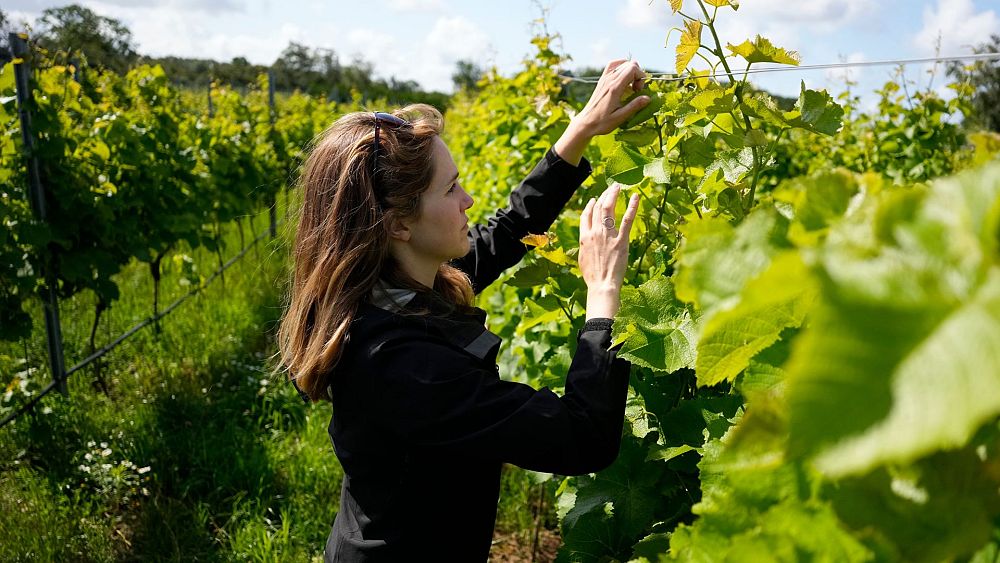 Vin suédois : comment le réchauffement climatique déplace les vignobles européens vers le nord