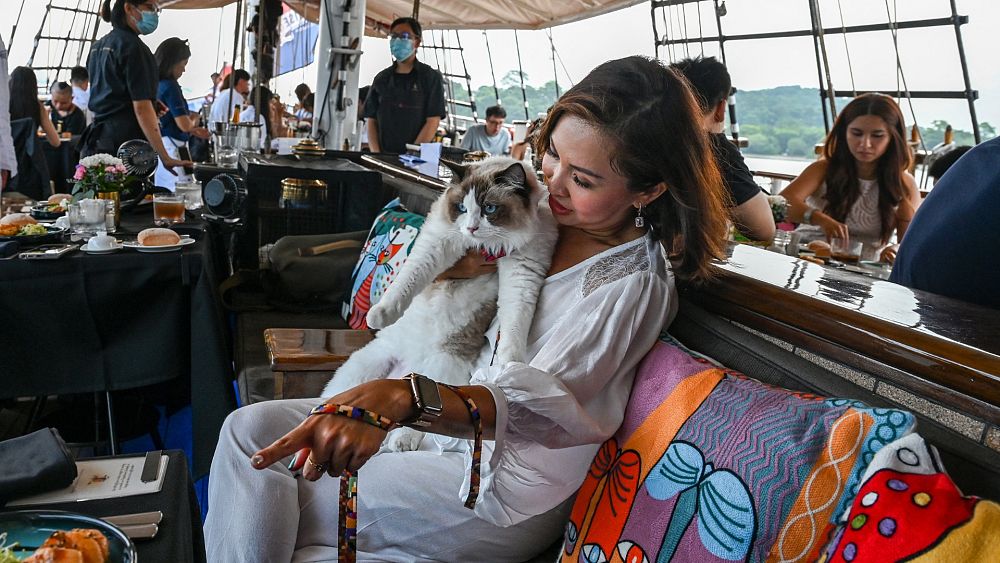 Toutes les pattes sur le pont : cette croisière au coucher du soleil à Singapour offre un voyage de luxe aux chats et à leurs humains