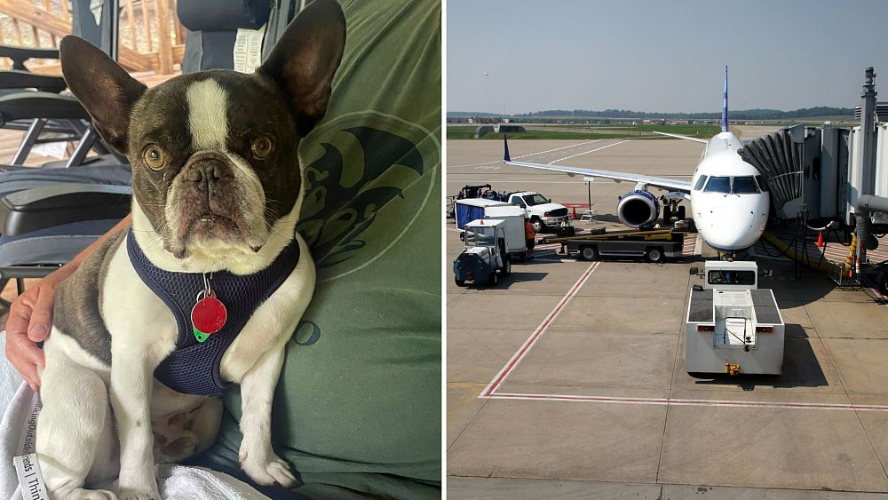 Le propriétaire d'un chien accusé de cruauté envers les animaux après avoir abandonné son animal à l'aéroport américain pour partir en vacances