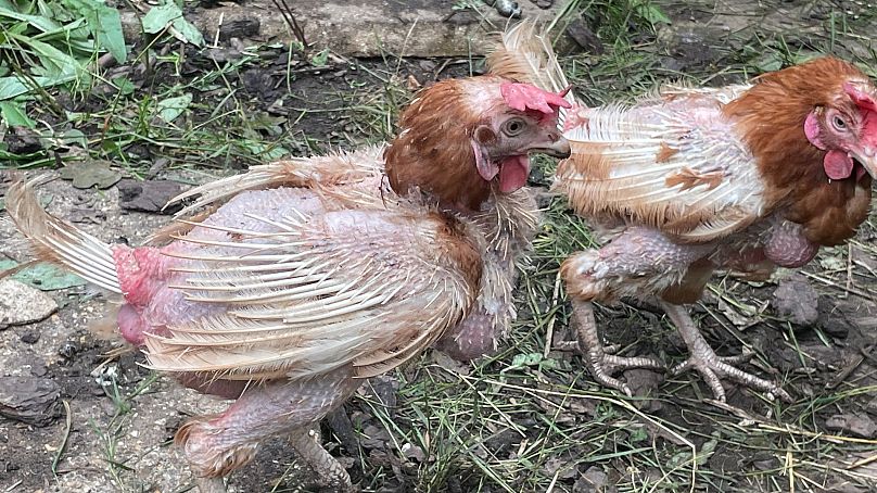 Certains poulets manquent de plumes lorsqu'ils sont adoptés mais elles repoussent rapidement.