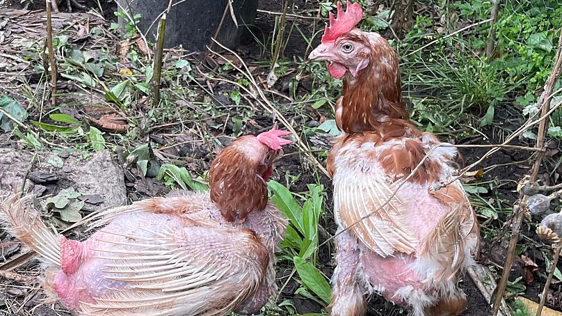 Poules adoptées par Julia Davies.