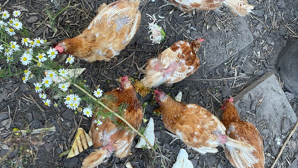 « Chiens à plumes » : votre prochain animal de compagnie pourrait-il être une poule sauvée d'un élevage d'œufs ?