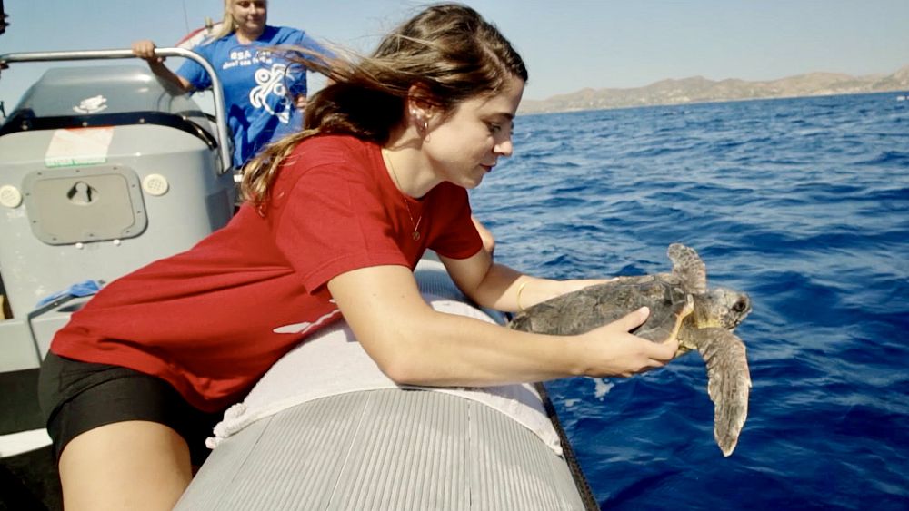 Sauver les tortues et les dauphins de Méditerranée : une vie à la fois