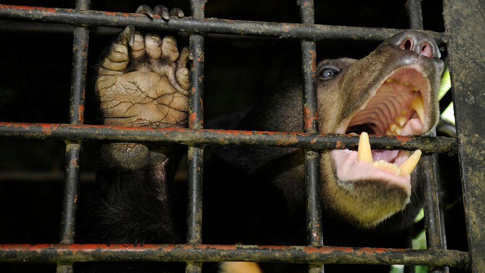 Bear s'échappe de son transporteur dans un avion, ce qui entraîne des retards dans l'aéroport international le plus achalandé du monde