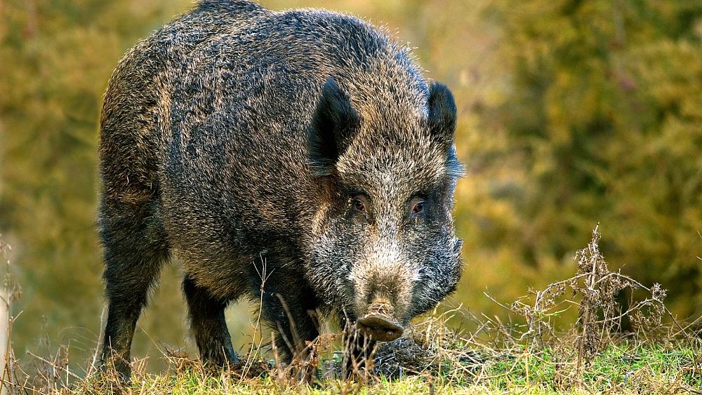 « Invasion » de sangliers : une autre ville italienne est confrontée à un problème particulièrement porcin