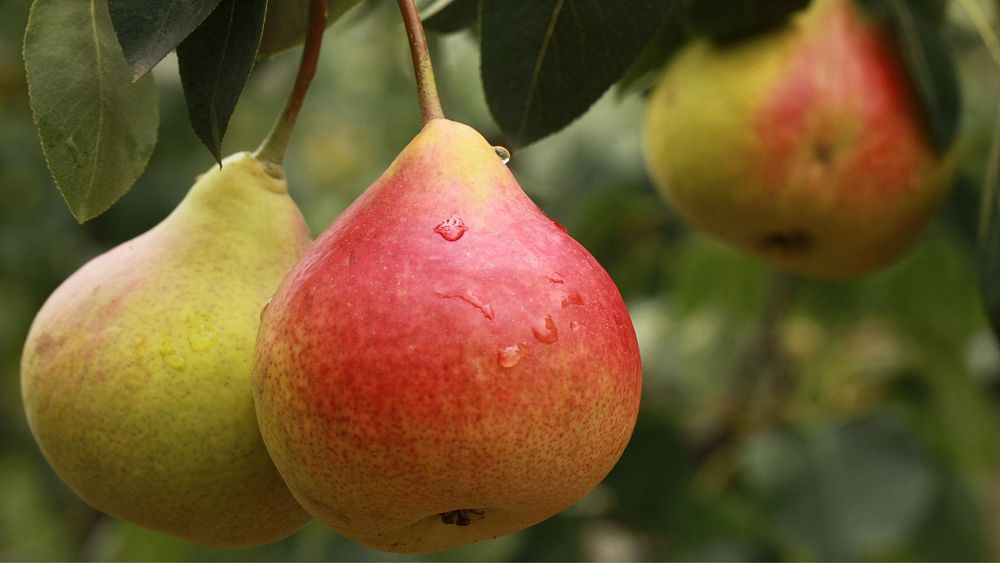 Les fruits disparaissent des vergers italiens en raison de conditions météorologiques extrêmes, préviennent les agriculteurs