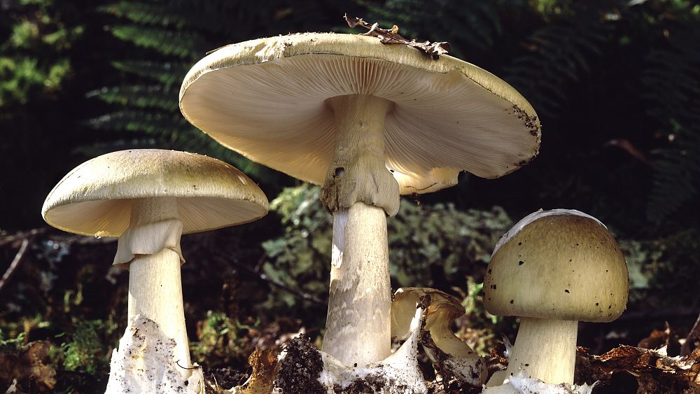 Les intoxications aux champignons sont en hausse en France – et tout cela est dû à la météo