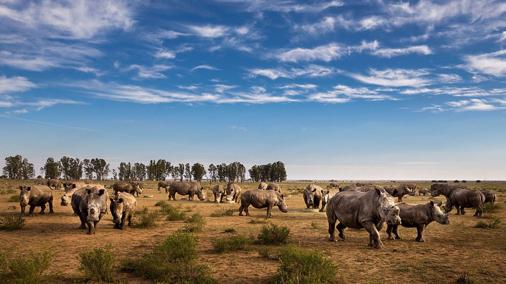 2 000 rhinocéros blancs mis aux enchères seront relâchés dans le cadre du plus grand projet de réensauvagement au monde