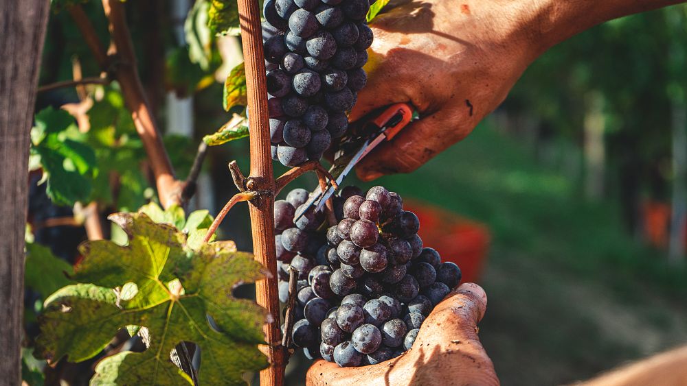 L'Italie perd le titre de premier producteur mondial de vin en raison des conditions météorologiques extrêmes et des maladies qui affectent sa production