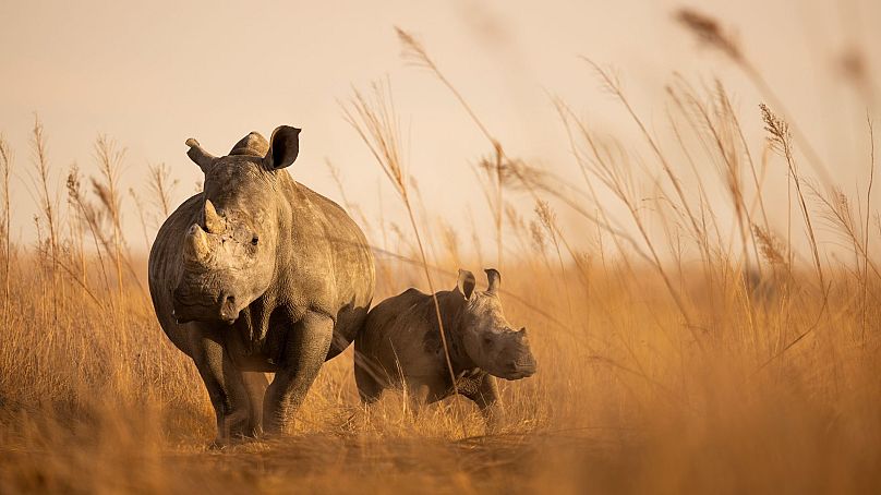 Brent Stirton et les parcs africains