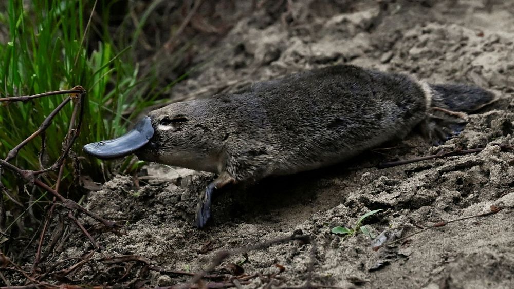 Les méga-feux de brousse en Australie chassent les ornithorynques de leurs maisons, selon une étude unique en son genre