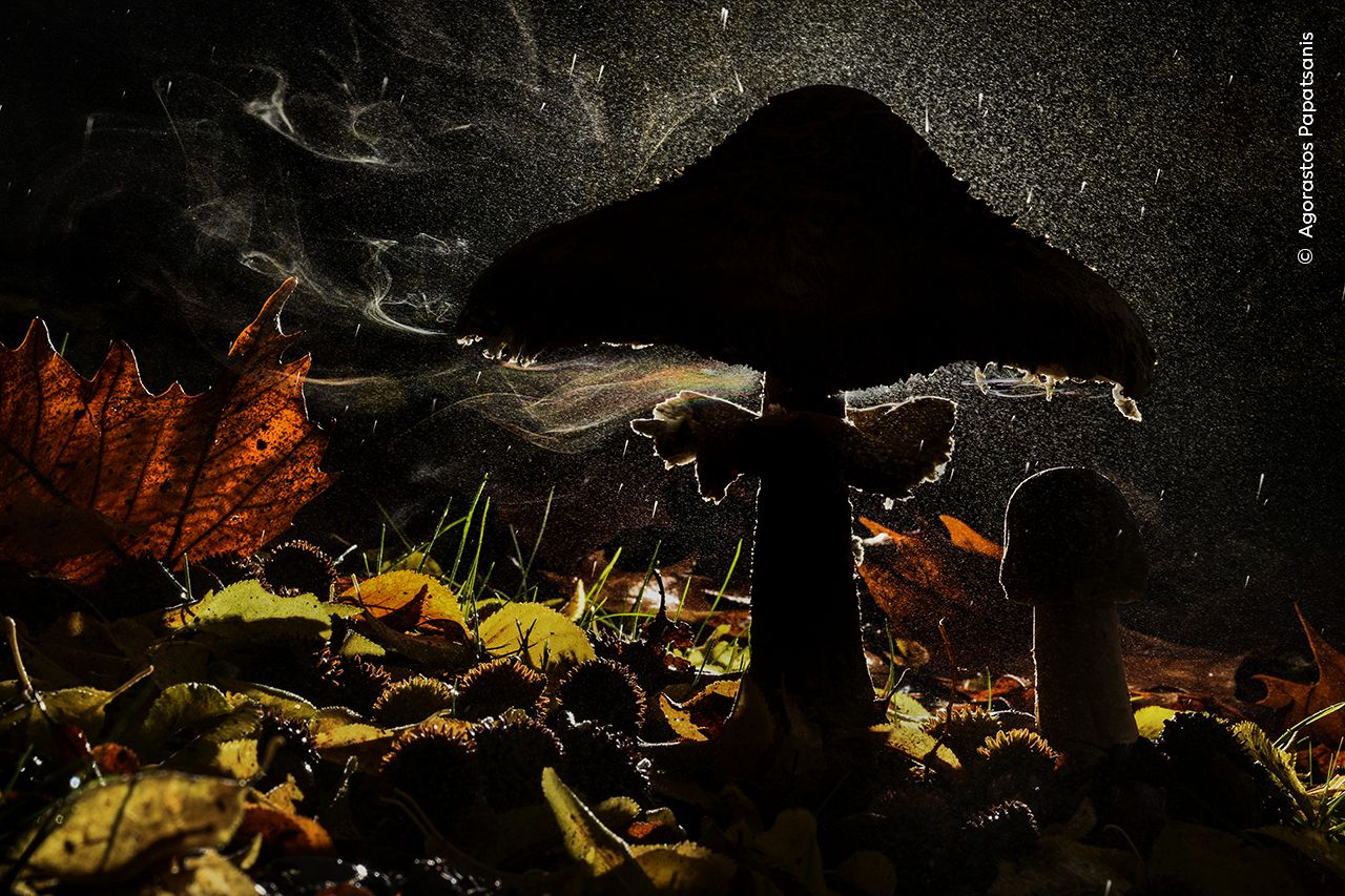 Dernier souffle de l'automne d'Agorastos Papatsanis.  Gagnant de la catégorie Plantes et Champignons.