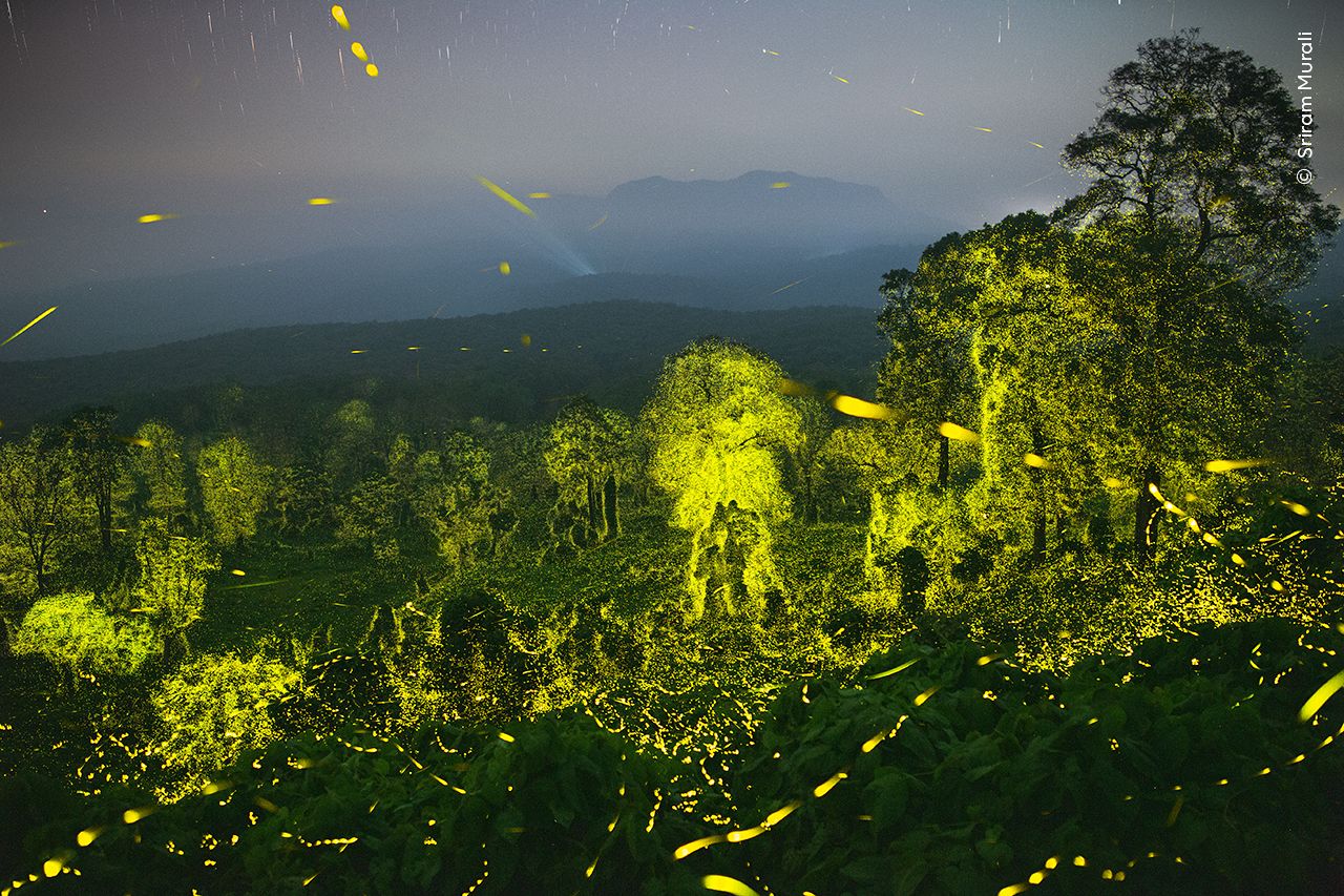 Lumières fantastiques de Sriram Murali, gagnant de la catégorie Comportement : Invertébrés.