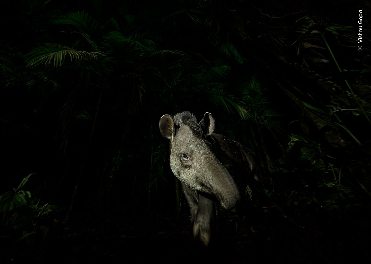 Visage de la forêt par Vishnu Gopal.  Gagnant de la catégorie Portraits d'animaux.