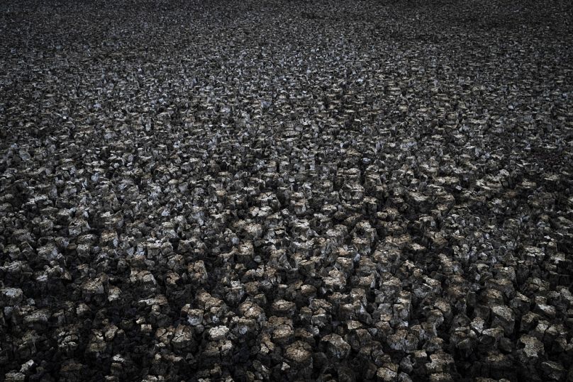 Des fissures dans la boue sont visibles dans une zone humide sèche du parc naturel de Doñana, dans le sud-ouest de l'Espagne, en octobre 2022.