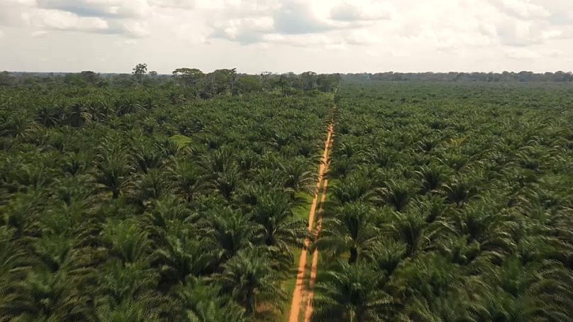 La RDC compte 51 millions d’hectares de terres incultes sur 80 millions d’hectares de terres arables