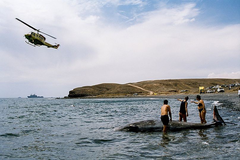 Des chercheurs tentent de sauver une baleine à bec échouée au large de l'île de Fuerteventura, dans les îles Canaries, en 2002.