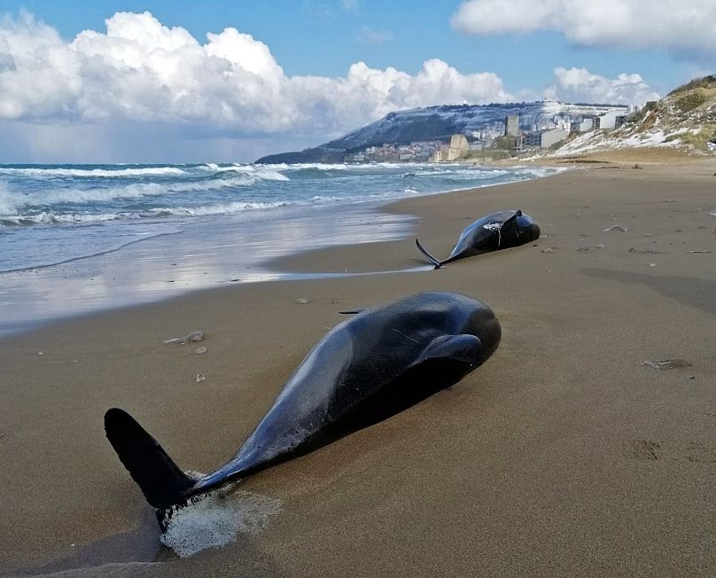 Les animaux échoués ne sont peut-être que la pointe de l’iceberg.  Selon TUDAV, les 900 échouages ​​suggèrent qu'environ 7 000 à 8 000 animaux pourraient être morts au total.