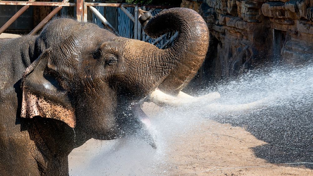 Sauvage ou pas ?  Désaccords sur l'appel d'une association caritative à cesser de garder des éléphants dans les zoos