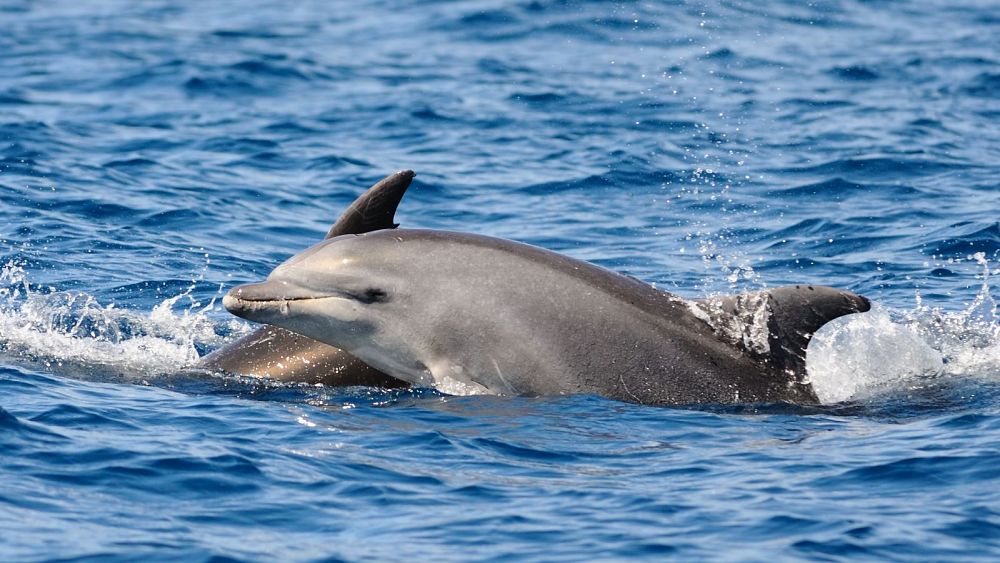 Une usine de traitement des eaux galloise a déversé illégalement des eaux usées près de l'habitat protégé des dauphins pendant une décennie