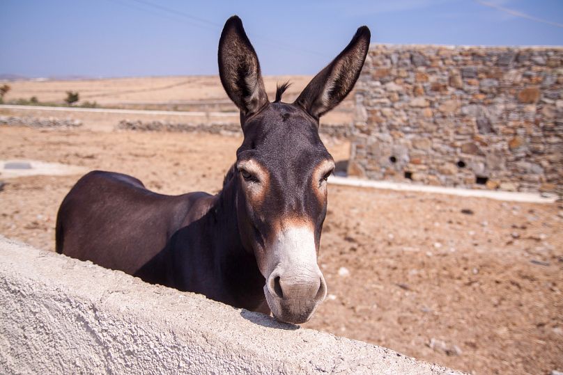 Un habitant rural de Mykonos