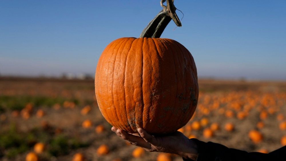 Le changement climatique arrache-t-il les meilleures citrouilles cette année ?  Des conditions météorologiques extrêmes déciment les récoltes