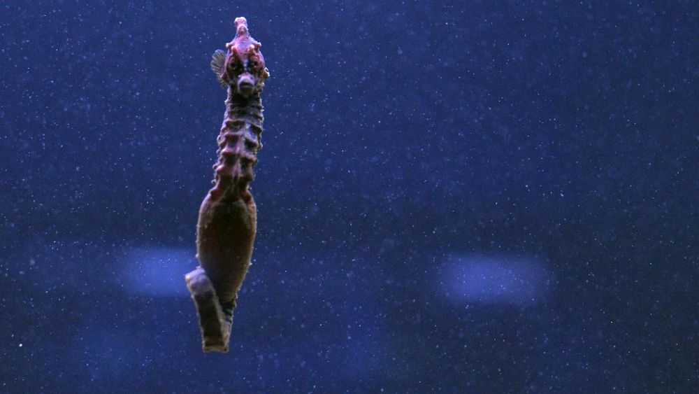 Créatures de la lagune des Pouilles - les écologistes protègent les hippocampes de Tarente