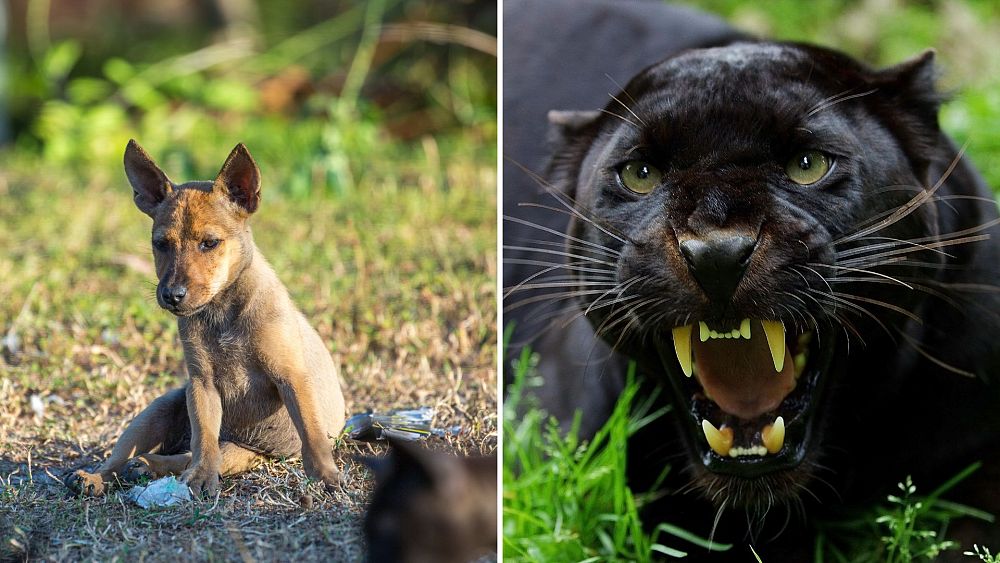 Des groupes de défense des droits des animaux critiquent le département malaisien de la faune pour avoir utilisé des chiots comme appâts pour piéger les panthères