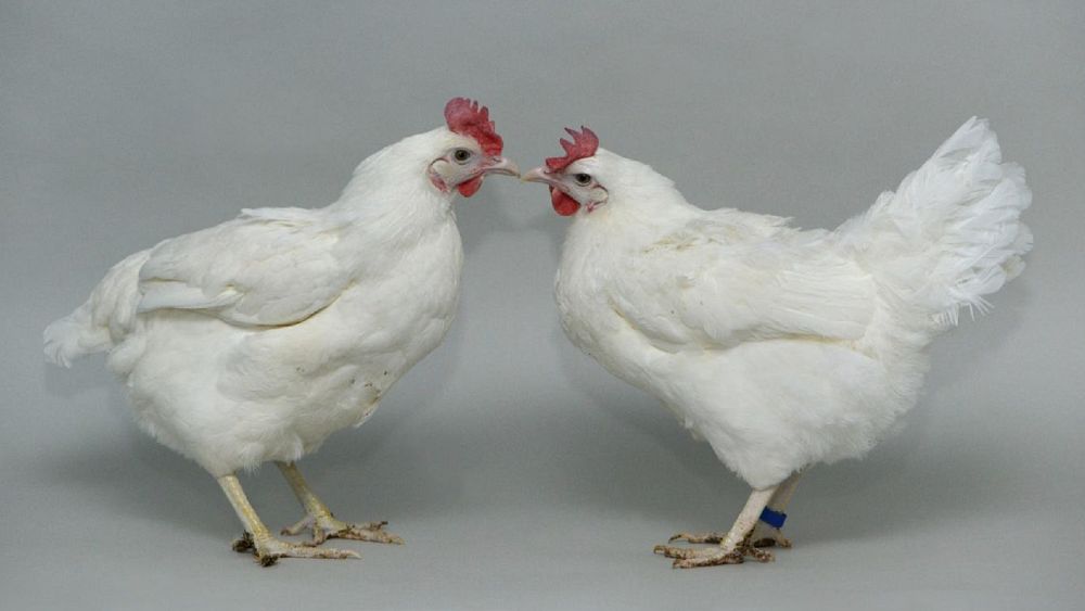 Des scientifiques modifient l'ADN des poulets en utilisant l'édition génétique pour les rendre immunisés contre la grippe aviaire