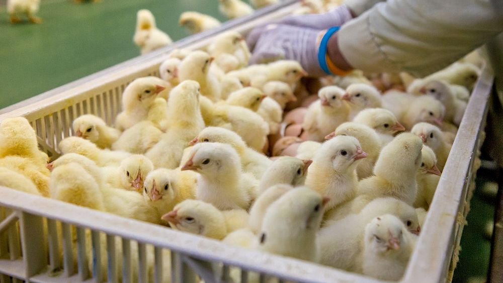 « Écraser des animaux est une aberration » : la technologie évite aux poussins mâles d'être tués par l'industrie des œufs