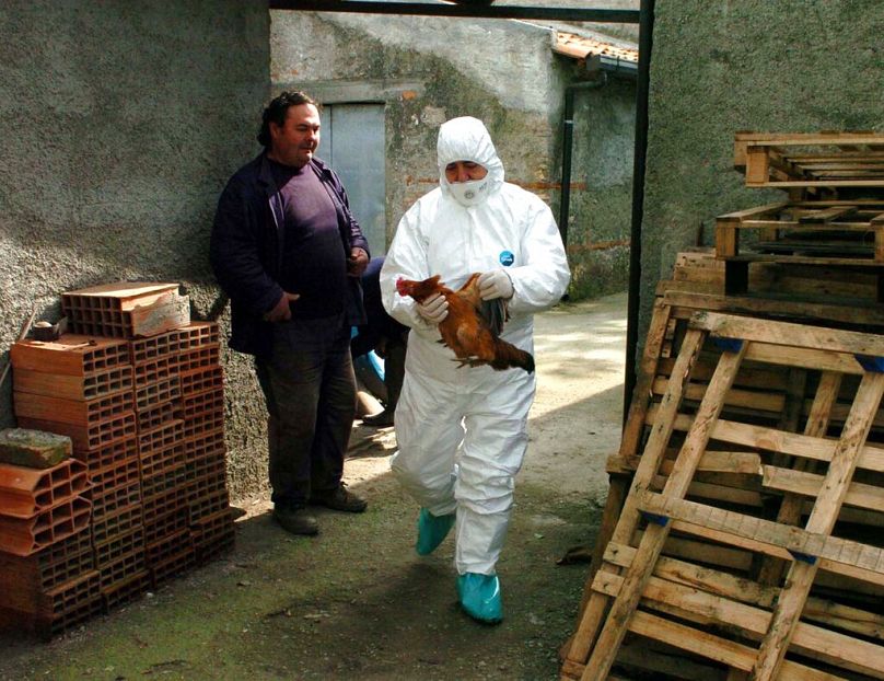 Un vétérinaire d'une unité de santé locale italienne tient un poulet vivant avant de prélever des échantillons de sang sur le poulet, à Barcellona Pozzo di Gotto, près de Messine, février 2006.