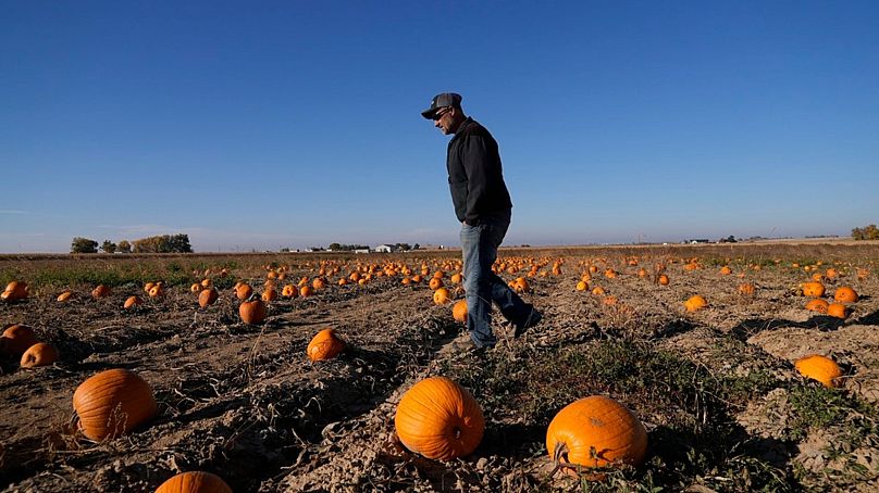 Alan Mazzotti se promène dans l'un de ses champs de citrouilles le 26 octobre 2023, à Hudson, Colorado.