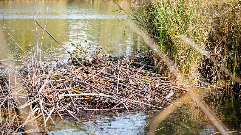 Les castors agissent en tant qu'« ingénieurs des écosystèmes » ;  en construisant des barrages sur les rivières.