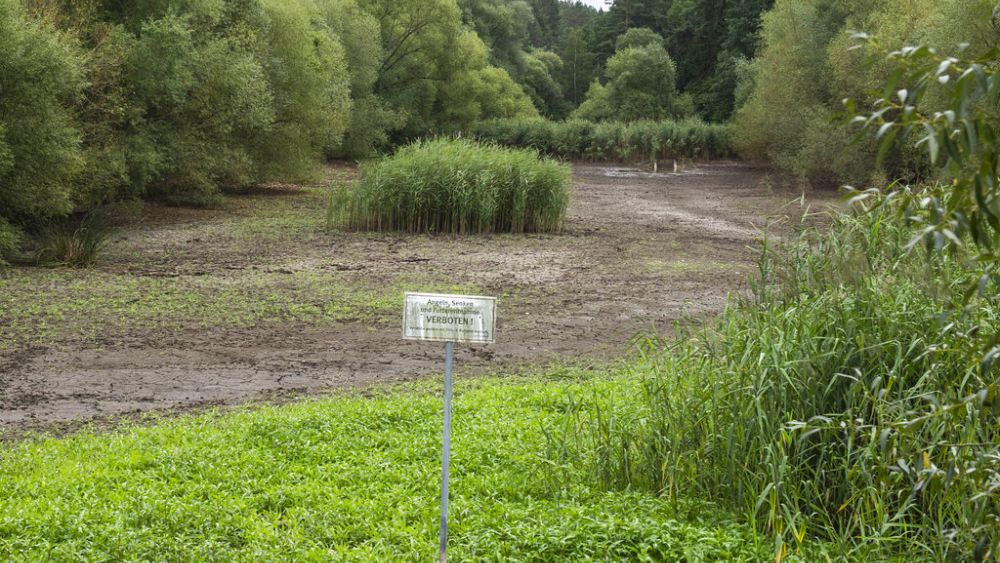 Les « forêts sanctuaires » offrent une alternative funéraire en France