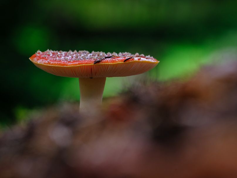 Champignons de Wakehurst.  90 pour cent du règne fongique reste encore un mystère pour les scientifiques.