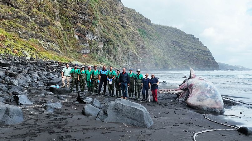 Antonio Fernández et son équipe réalisent l'autopsie d'un cachalot sur une plage des îles Canaries.